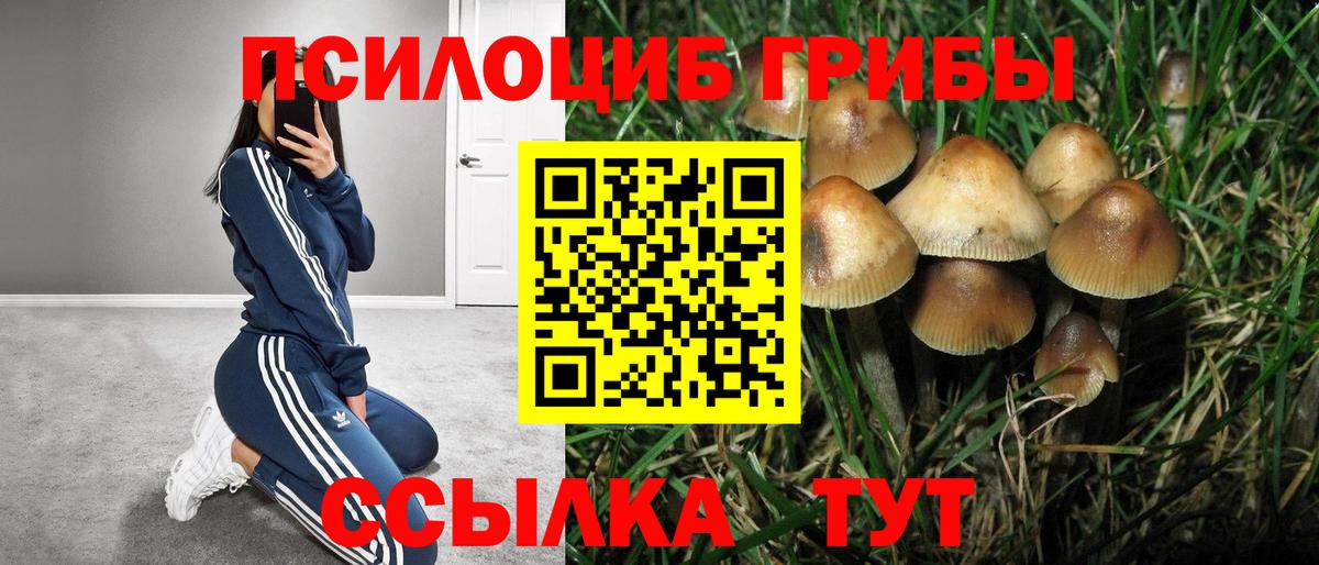 Гусев  Псилоцибиновые грибы Psilocybine cubensis  Вход с VPN 